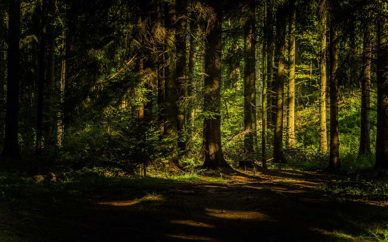 Der Wald von Eckertal