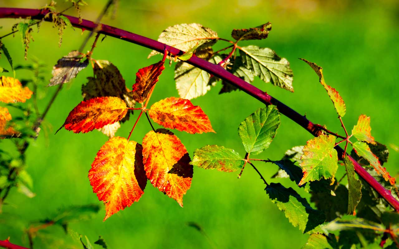 ...und wieder ist Herbst in Westerode