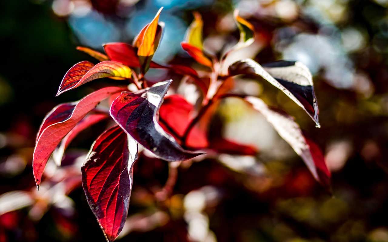 ...und wieder ist Herbst in Westerode