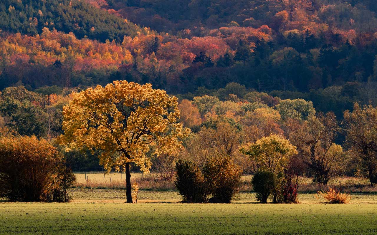 Herbststimmung am Rottkamp